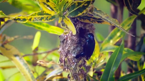 Pássaro Sol Roxo Parque Nacional Bardia Nepal Espécie Nectarinia Asiatica — Vídeo de Stock