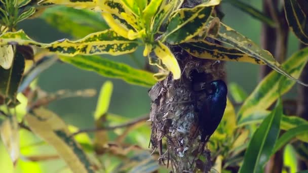 Fialový Sunbirdu Národním Parku Bardií Nepál Specie Nectarinia Asiatica Rodiny — Stock video