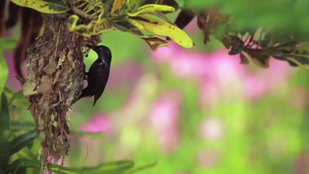 Anidación Girasoles Púrpura Parque Nacional Bardia Nepal Especie Nectarinia Asiatica — Vídeos de Stock