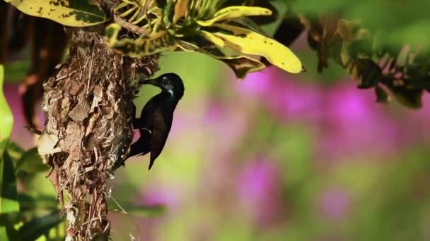 Ninho Pássaros Sol Roxo Parque Nacional Bardia Nepal Espécie Nectarinia — Vídeo de Stock