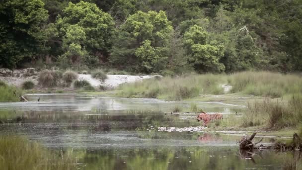 Бенгальский Тигр Самец Пересекает Реку Национальном Парке Бардия Непале Вид — стоковое видео