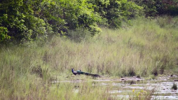 Páv Korunkatý Muž Souboje Národním Parku Bardií Nepál Specie Pavo — Stock video