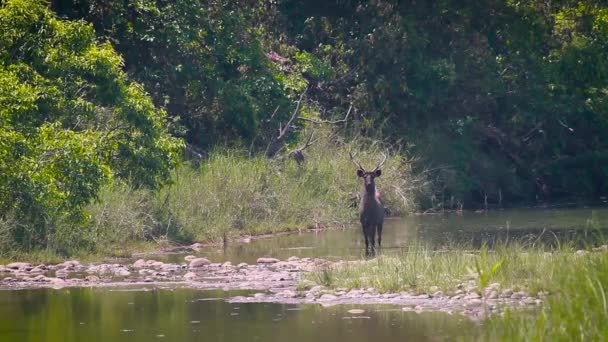 Sambar Hjort Gabbe National Park Nepal Vada Vattenhålet Arten Cervus — Stockvideo