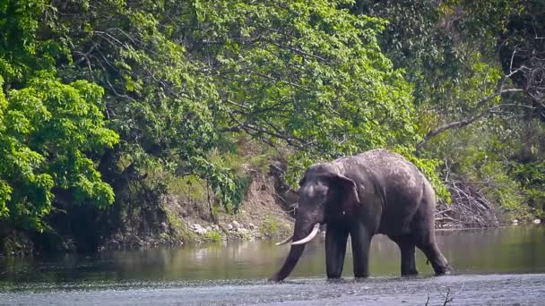 Elefante Asiático Macho Água Potável Rio Parque Nacional Bardia Nepal — Vídeo de Stock