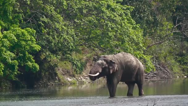 在尼泊尔巴迪亚国家公园的河流中的亚洲大象雄性饮用水 大象的物种科 — 图库视频影像