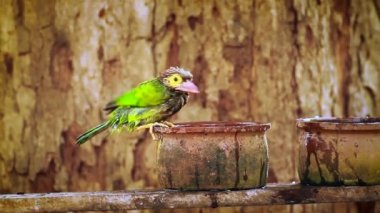Brown başlı kaniş alma banyosunda Minnerya Milli Parkı, Sri Lanka - nakit Megalaima zeylanica ailesi Ramphastidae 