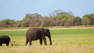 Minnerya ulusal park, Sri Lanka - fil nakit aile yeme Asya fil sürüsü