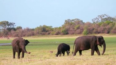 Minnerya ulusal park, Sri Lanka - fil nakit aile yeme Asya fil sürüsü