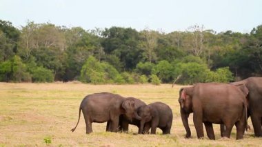 Minnerya ulusal park, Sri Lanka - fil nakit aile yeme Asya fil sürüsü
