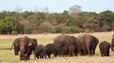 Minnerya ulusal park, Sri Lanka - fil nakit aile yeme Asya fil sürüsü