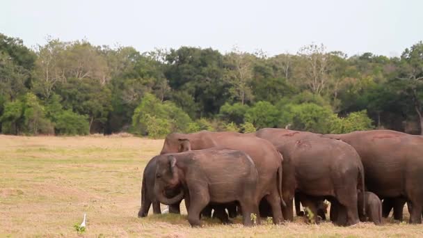 Asijské sloní stádo jíst v Minnerya národním parku, Srí Lanka - specie rodina Slonovití