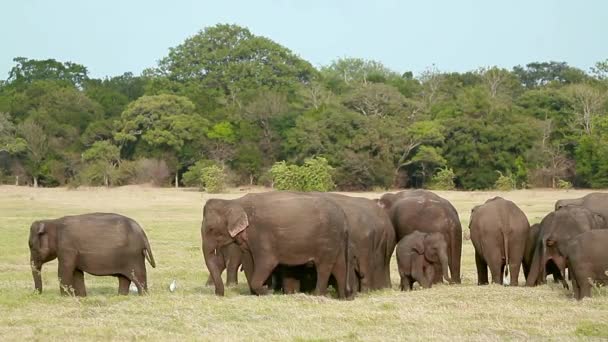 Manada Elefantes Asiáticos Comendo Parque Nacional Minnerya Sri Lanka Família — Vídeo de Stock