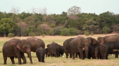 Asya Fili: Minnerya ulusal parkı, Sri Lanka - Elephantidae'nin spektrum ailesi Elephas maximus