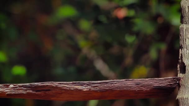 Indisches Palmenhörnchen Isst Minnerya Nationalpark Sri Lanka Spezies Funambulus Palmarum — Stockvideo