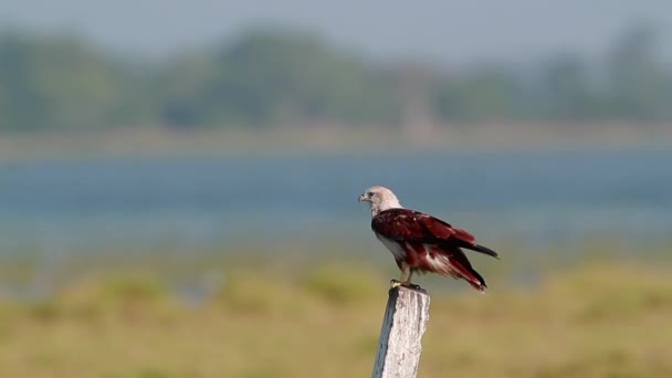 Brahminy Kite Arugam Bay Nature Reserve Sri Lanka Specie Haliastur — Stockvideo