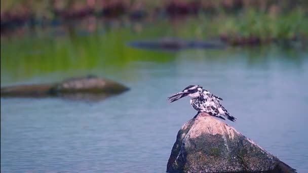 Pied Kingfisher Arugam Bay Doğa Rezerv Sri Lanka Bir Balık — Stok video
