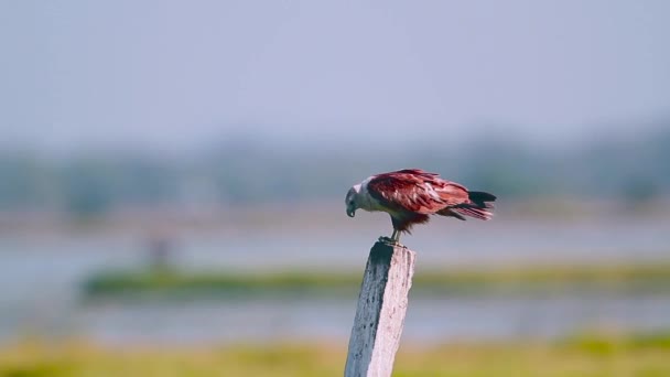 Kania Brahminy Rezerwat Przyrody Zatoki Arugam Sri Lanka Specie Haliastur — Wideo stockowe