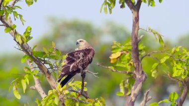 Arugam körfezi doğa rezerv, Sri Lanka değiştirilebilir şahin kartal tımar - Accipitridae specie Spizaetus cirrhatus aile 