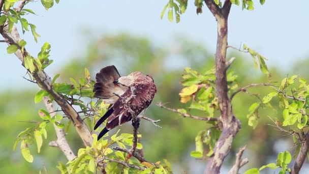 Aguila Halcón Cambiante Que Acicala Reserva Natural Bahía Arugam Sri — Vídeos de Stock