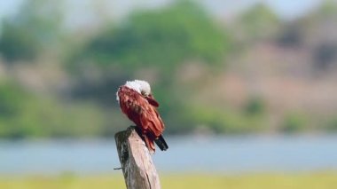 Arugam defne doğa rezerv, Sri Lanka - nakit Haliastur indus ailesi türü brahminy uçurtma bakım 