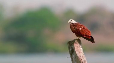 Arugam defne doğa rezerv, Sri Lanka - nakit Haliastur indus ailesi türü brahminy uçurtma bakım 