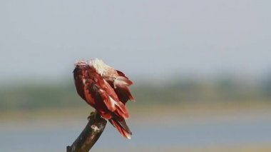 Arugam defne doğa rezerv, Sri Lanka - nakit Haliastur indus ailesi türü brahminy uçurtma bakım 