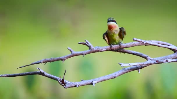 Mangiatore Api Dalla Coda Blu Che Cura Prepara Nel Parco — Video Stock