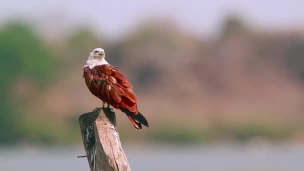 Brahminy Kite Grooming Rucola Bay Naturreservat Sri Lanka Spezies Haliastur — Stockvideo