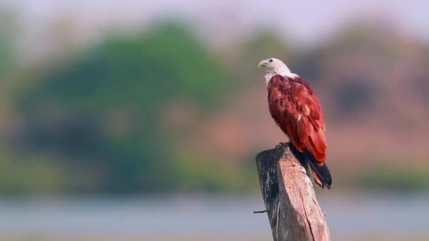 Brahminy Kite Grooming Arugam Bay Naturreservat Sri Lanka Specie Haliastur — Stockvideo