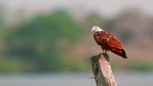 Brahminy Kite Grooming Reserva Natural Baía Arugam Sri Lanka Espécie — Vídeo de Stock