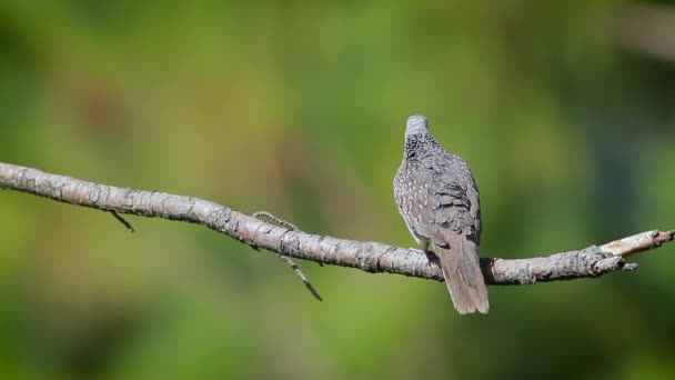 在斯里兰卡邦达拉国家公园的一个分支上的斑点鸽子 哥伦比亚的一种物种 — 图库视频影像