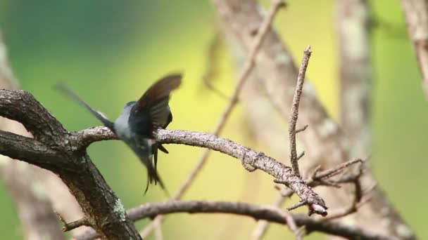 Λοφιοφόρη Treeswift Ζευγάρι Ella Σρι Λάνκα Specie Hemiprocne Coronata Οικογένεια — Αρχείο Βίντεο