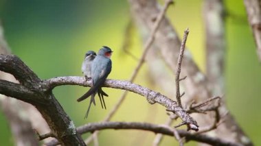 Treeswift çift Ella, Sri Lanka - nakit Hemiprocne coronata ailesinin Apodidae tepeli