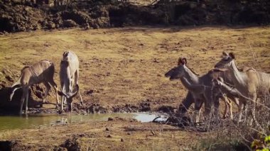 Büyük kudu su birikintisinin Kruger National park, Güney Afrika için içme grubu; Nakit yayılım gösterir: strepsiceros aile Bovidae