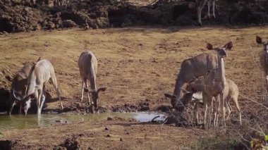 Büyük kudu su birikintisinin Kruger National park, Güney Afrika için içme grubu; Nakit yayılım gösterir: strepsiceros aile Bovidae
