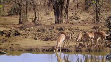 Ortak su birikintisinin Kruger National park, Güney Afrika için içme Impala grubu; Nakit Aepyceros melampus aile Bovidae