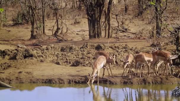 Grupo Impala Comum Que Bebe Buraco Água Parque Nacional Kruger — Vídeo de Stock