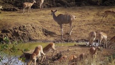 Impala ve büyük kudu su birikintisinin Kruger National park, Güney Afrika için içme grubu; Nakit yayılım gösterir: strepsiceros aile Bovidae