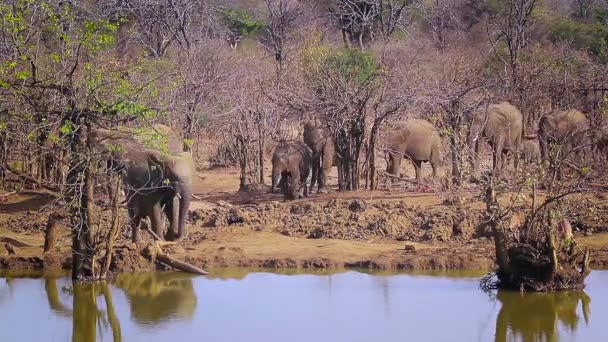 アフリカのブッシュゾウ飲酒や入浴 南アフリカのクルーガー国立公園での群れゾウ科の正貨 Loxodonta アフリカーナ家族 — ストック動画
