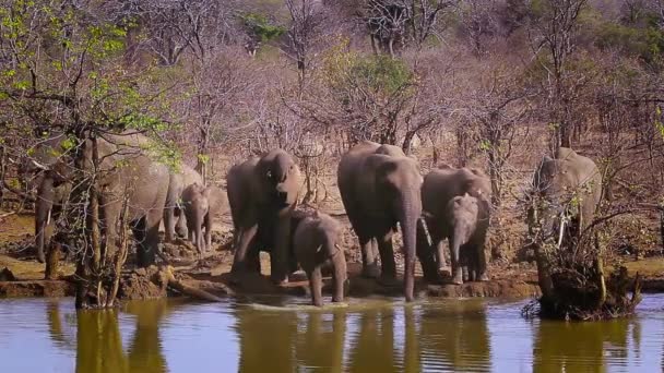 Troupeau Éléphants Brousse Afrique Buvant Baignant Dans Parc National Kruger — Video