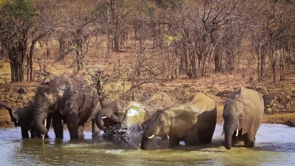 Manada Elefantes Arbustos Africanos Bebiendo Bañándose Parque Nacional Kruger Sudáfrica — Vídeos de Stock