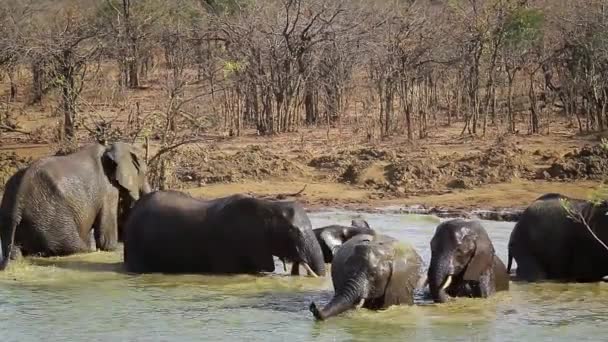 Manada Elefantes Arbustos Africanos Bebiendo Bañándose Parque Nacional Kruger Sudáfrica — Vídeos de Stock