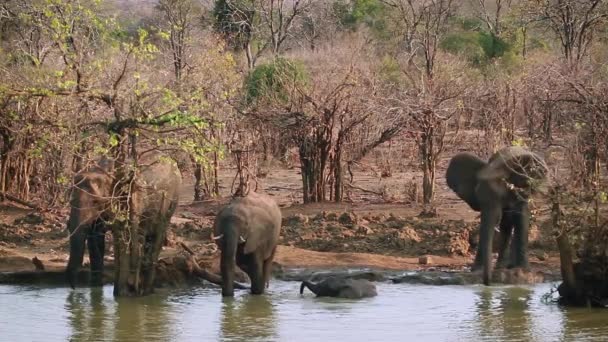 Manada Elefantes Arbustos Africanos Bebiendo Bañándose Parque Nacional Kruger Sudáfrica — Vídeo de stock