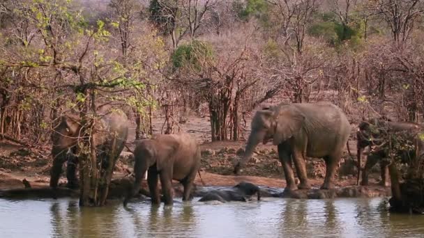 Herd African Bush Elephant Drinking Bathing Kruger National Park South — Stock Video