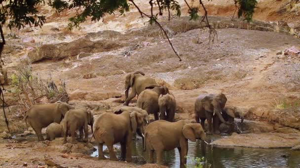Herd African Bush Elephant Drinking Bathing Kruger National Park África — Vídeo de Stock
