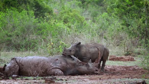 南白いサイ赤ちゃんとクルーガー国立公園 南アフリカでの母との接着正貨 Ceratotherium Rhinocerotidae — ストック動画