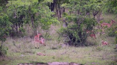 Çalışan ve Kruger National park, Güney Afrika oynarken ortak Impala genç hayvanlar; Nakit Aepyceros melampus aile Bovidae