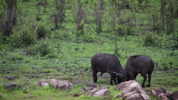 Due Bufali Africani Combattono Nel Parco Nazionale Kruger Sud Africa — Video Stock