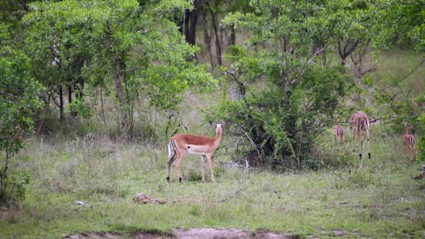 一般的なインパラ若い動物を実行し 南アフリカのクルーガー国立公園での演奏ウシ科の正貨 Aepyceros メラムプース家族 — ストック動画