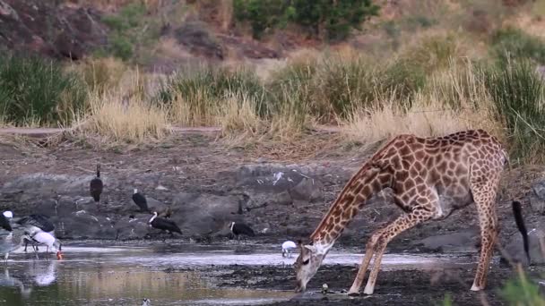 Giraffe Drinken Waterhole Kruger National Park Zuid Afrika Specie Giraffa — Stockvideo